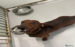 Dachshund dogs for stud: Red brindle daschund for stud - Image 2