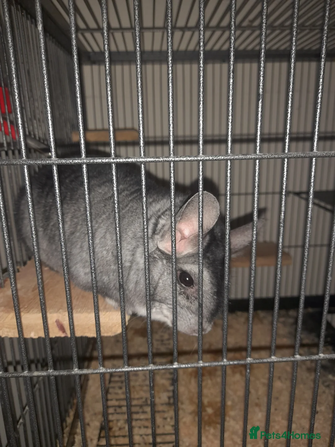 Chinchilla rodents for sale: 2 male Chinchillas ( brought as males) - Advert 4