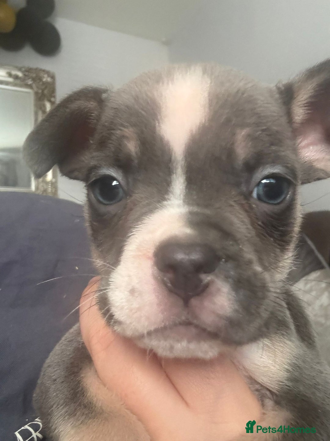 Mixed Breed dogs for sale: Frenchie x pocket bully  - Image 8