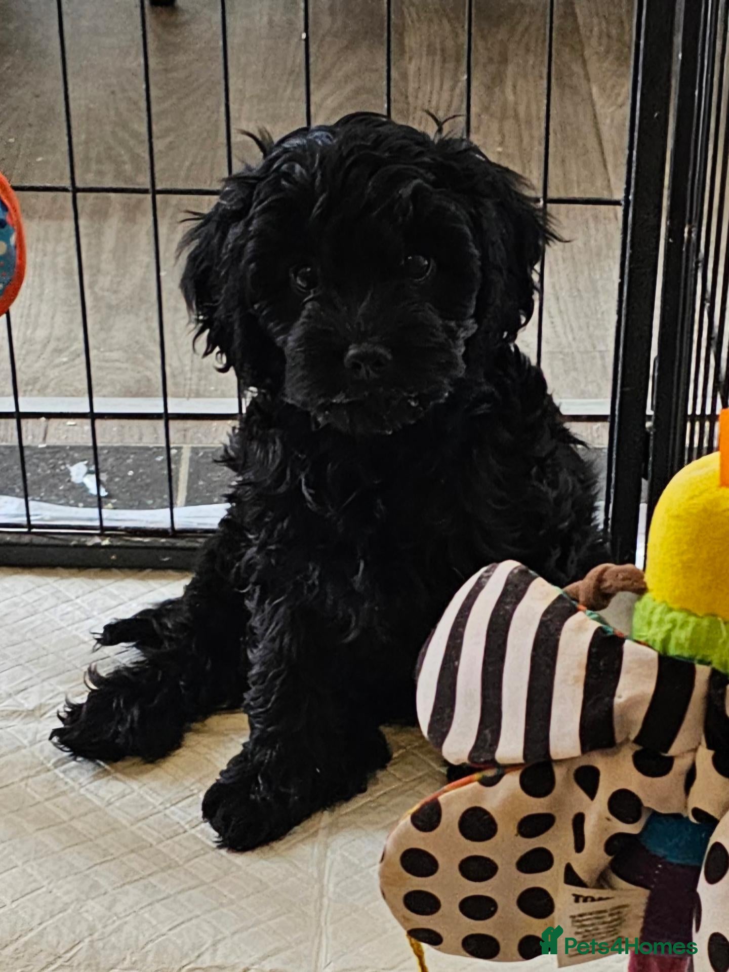 Cavapoo dogs Health tested F1 Cavapoo puppies - Advert 2