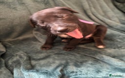 Mixed Breed dogs for sale: Beautiful whippet cross labrador(collie) puppies  - Image 1