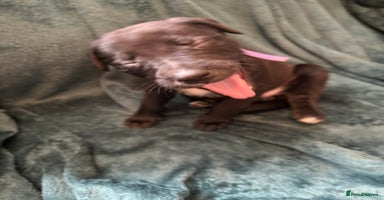 Mixed Breed dogs - Advert 16