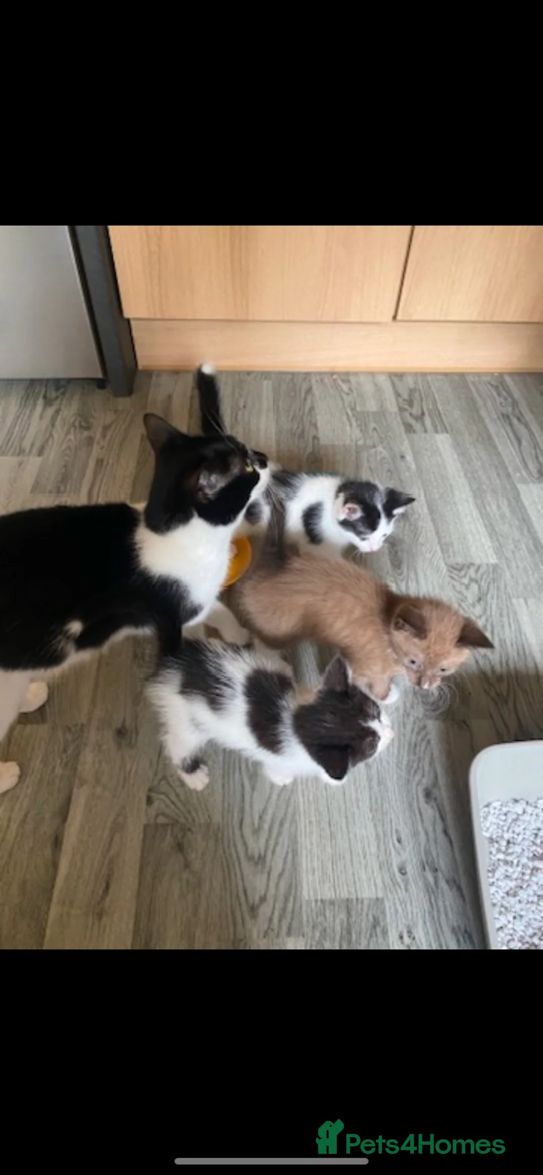 Domestic Shorthair cats for sale: Gorgeous little female kittens  in Havant - Advert 6
