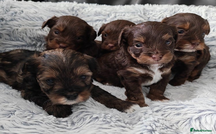 Yorkshire Terrier dogs - Advert 1