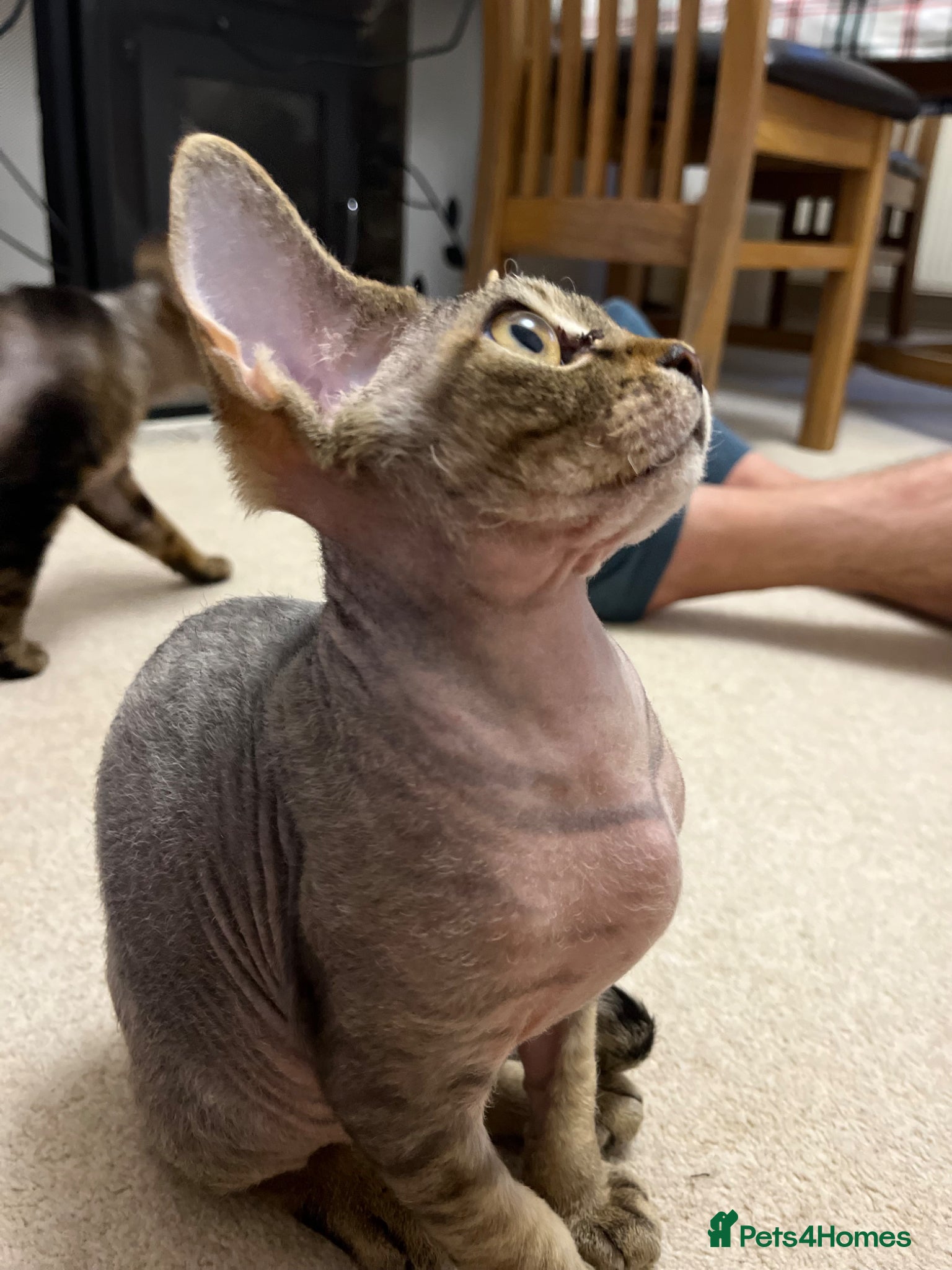 Devon Rex cats for sale: Lovely Devon Rex Kitten is looking for parents  - Advert 5