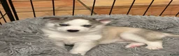 Siberian Husky dogs for sale: Beautiful Husky Puppies in Wells - Advert 15