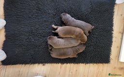 Labrador Retriever dogs for sale: KC Reg Chocolate Labrador puppies - Image 5