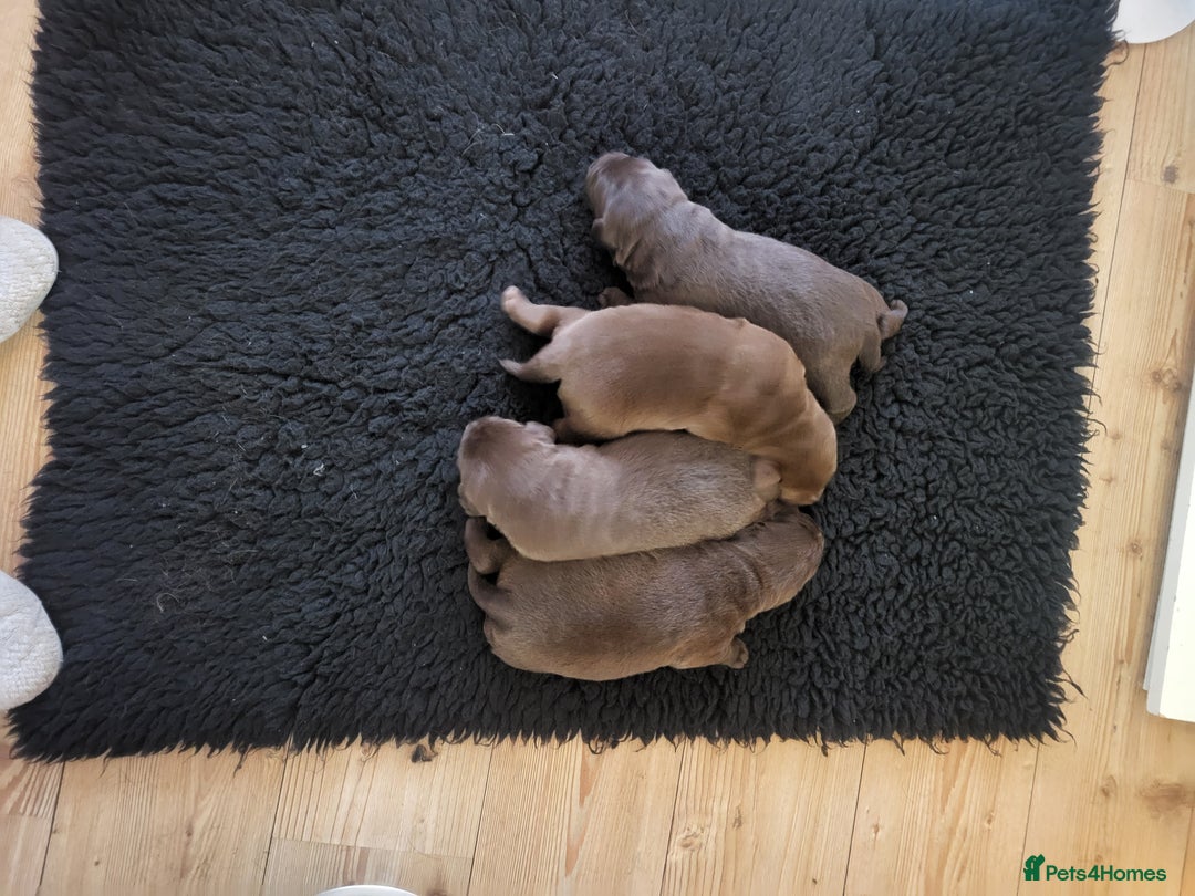 Labrador Retriever dogs for sale: KC Reg Chocolate Labrador puppies - Image 5