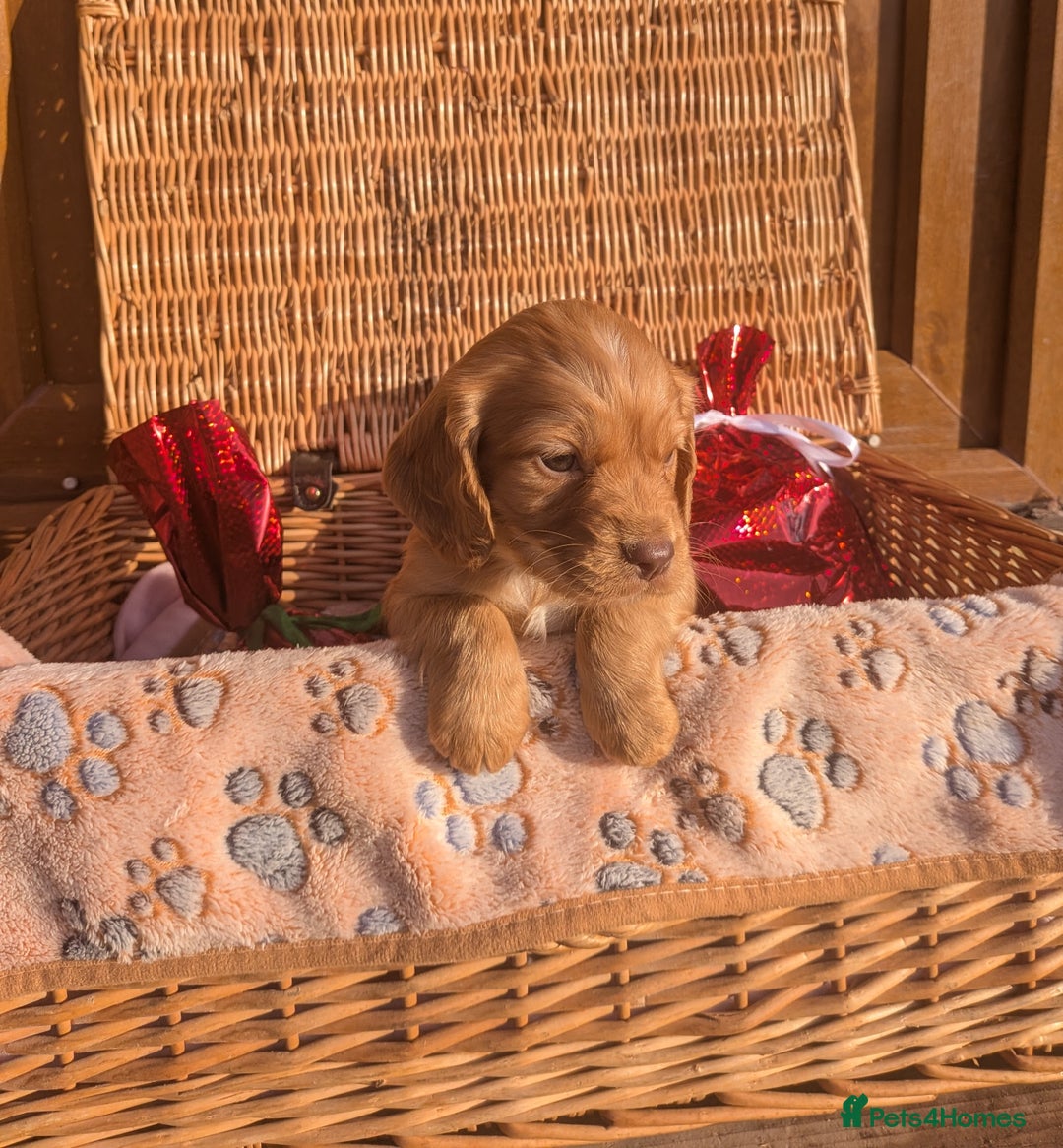 Cocker Spaniel dogs for sale: Working cocker spaniels  - Advert 6