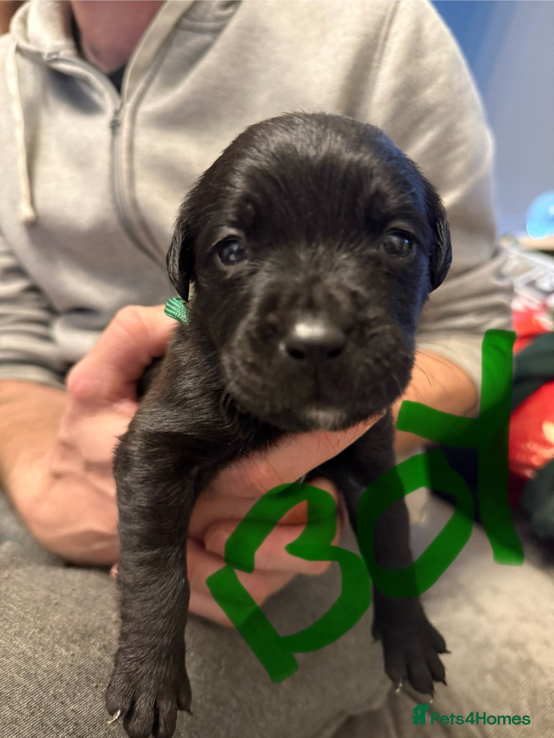 Mixed Breed dogs for sale: Mastador pups - Image 29