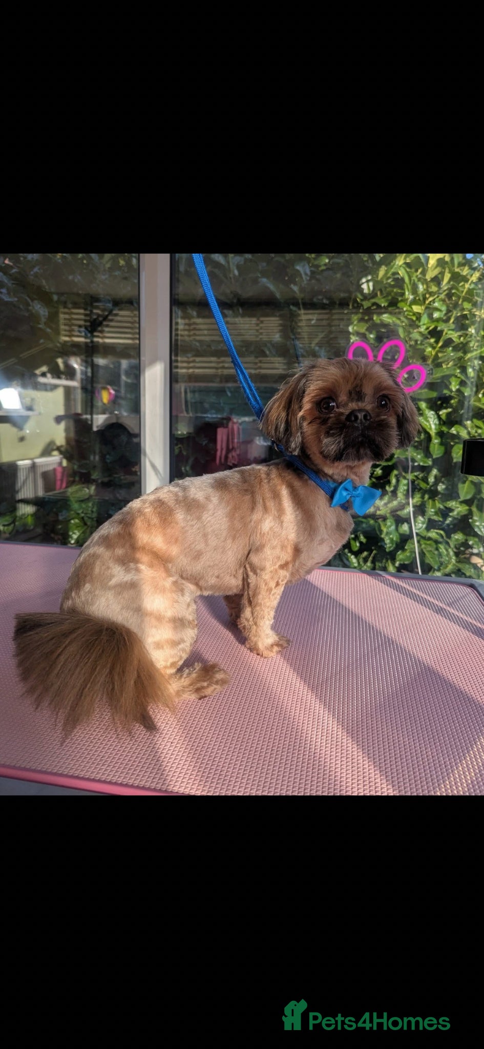 Shih Tzu dogs 3 year old male Shih Tzu  - Advert 1
