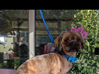 Shih Tzu dogs 3 year old male Shih Tzu - Advert 1