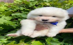 Samoyed dogs for sale: Beautiful Samoyed puppies  - Image 8
