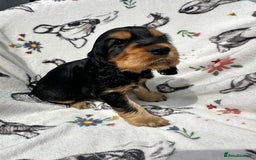 Cocker Spaniel dogs for sale: 1 Black and Tan boy KC Show Cocker Spaniel - Image 6