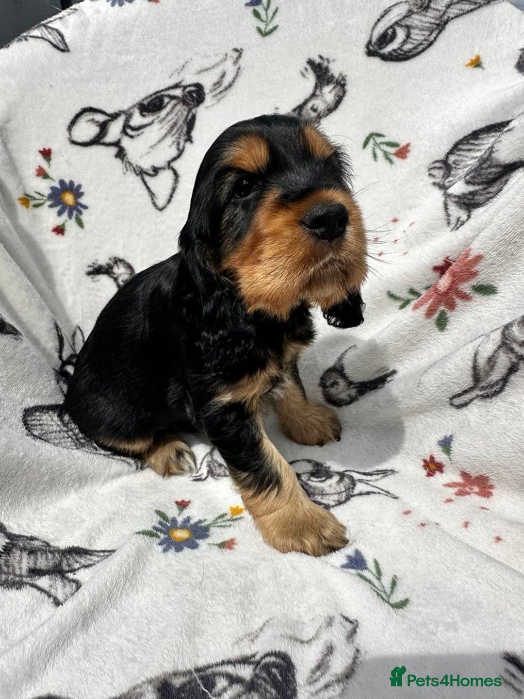 Cocker Spaniel dogs for sale: 1 Black and Tan boy KC Show Cocker Spaniel - Image 6