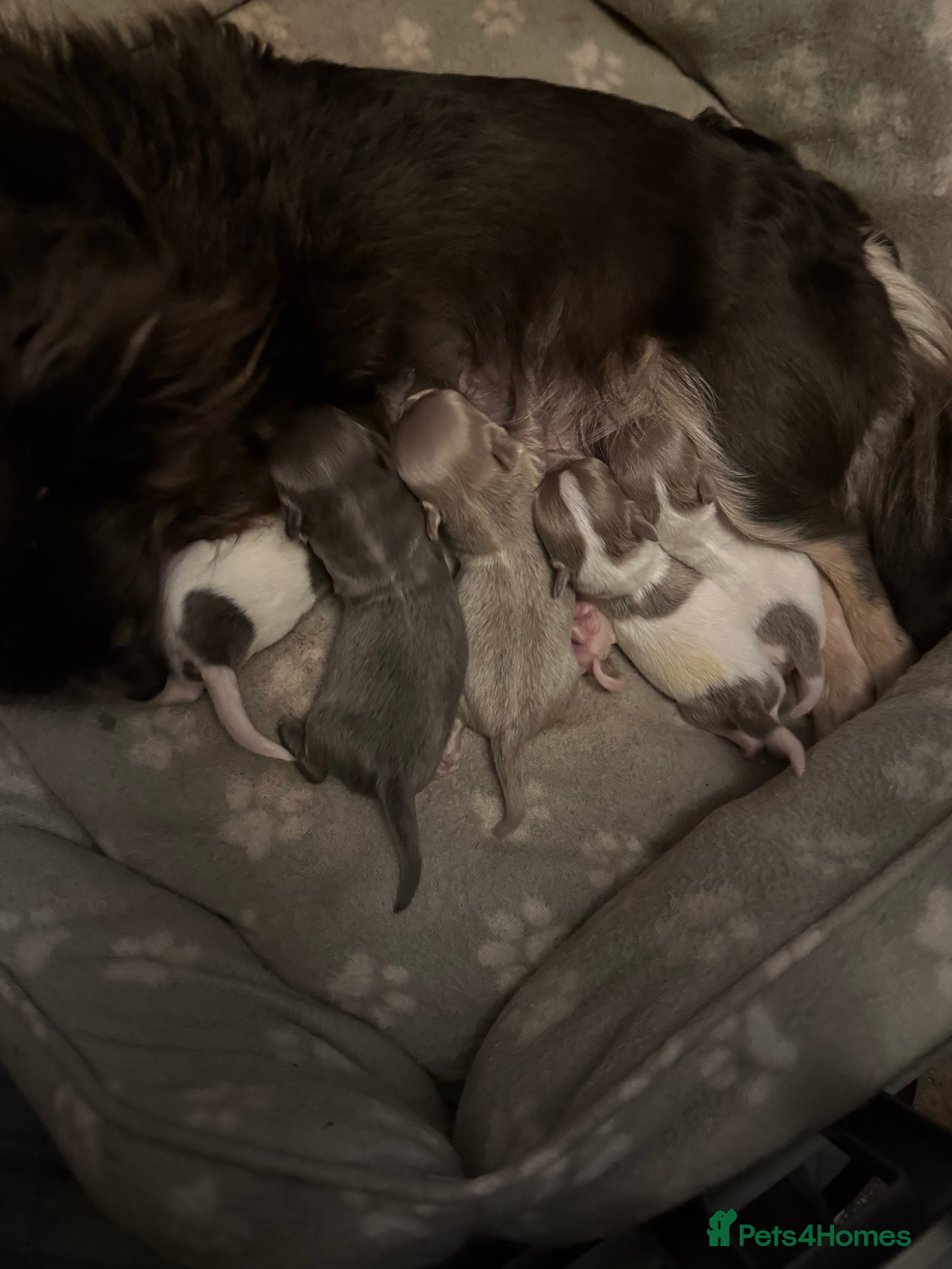 Chihuahua dogs Beautiful chihuahua puppy  - Advert 14