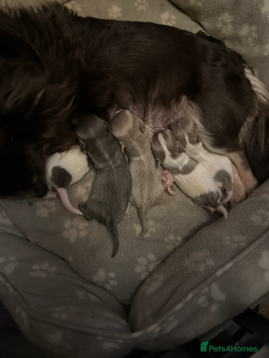 Chihuahua dogs for sale: Beautiful chihuahua puppy  - Advert 1