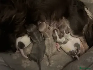 Chihuahua dogs Beautiful chihuahua puppy - Advert 14