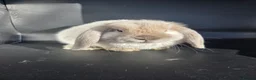 Mini Lop rabbits for sale: Pure bred mini lop bunnies - Advert 8