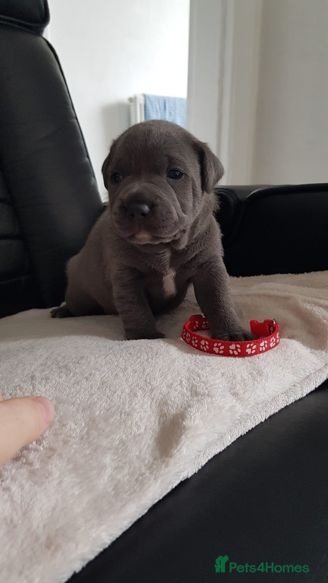 Staffordshire Bull Terrier dogs for sale: Beautiffull KC Staffordshire bull terrier  pups. - Image 6