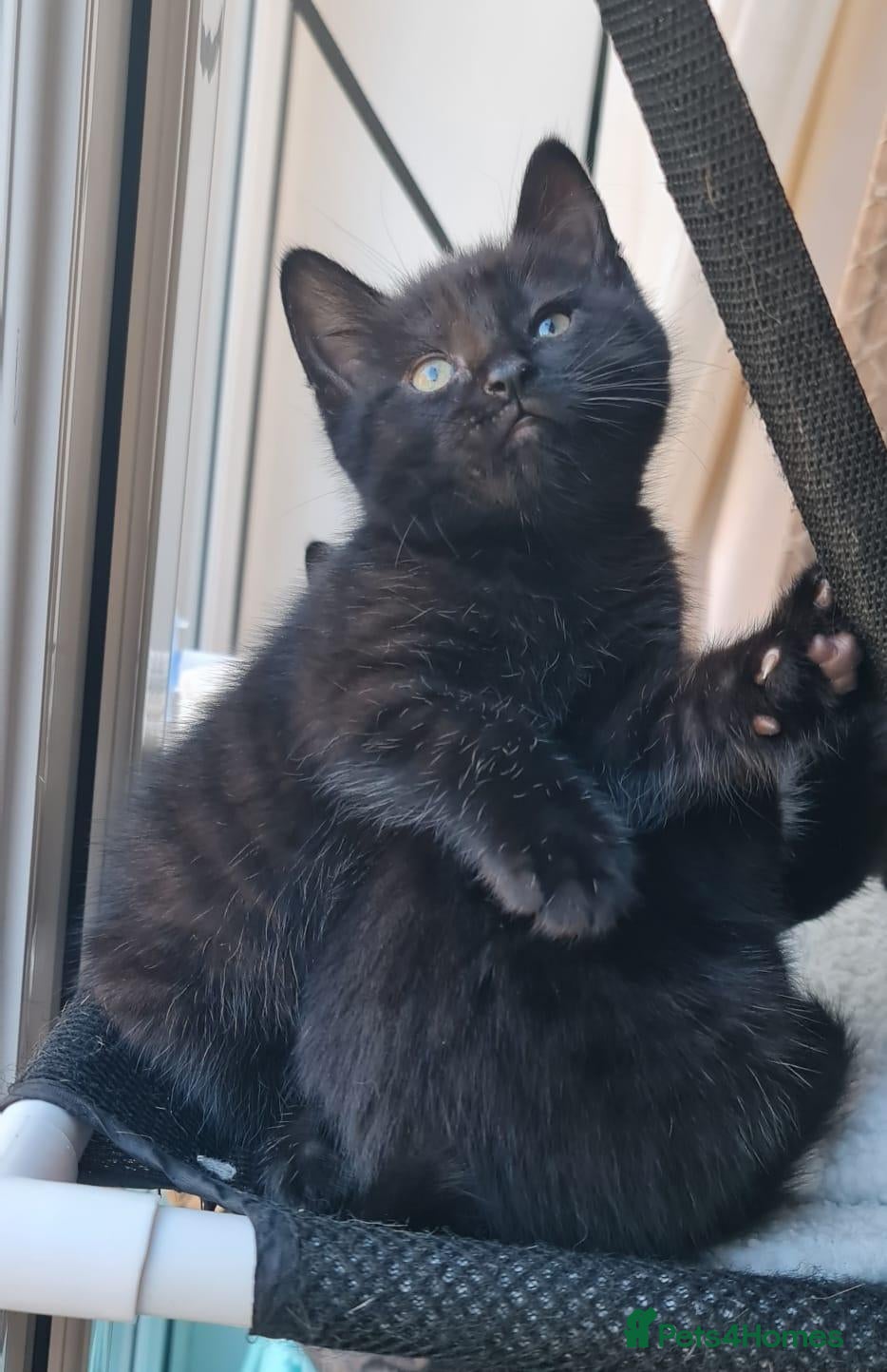 Domestic Shorthair cats for sale: Tabby black kittens - Advert 5