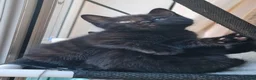 Domestic Shorthair cats for sale: Tabby black kittens in Aylesbury - Advert 1