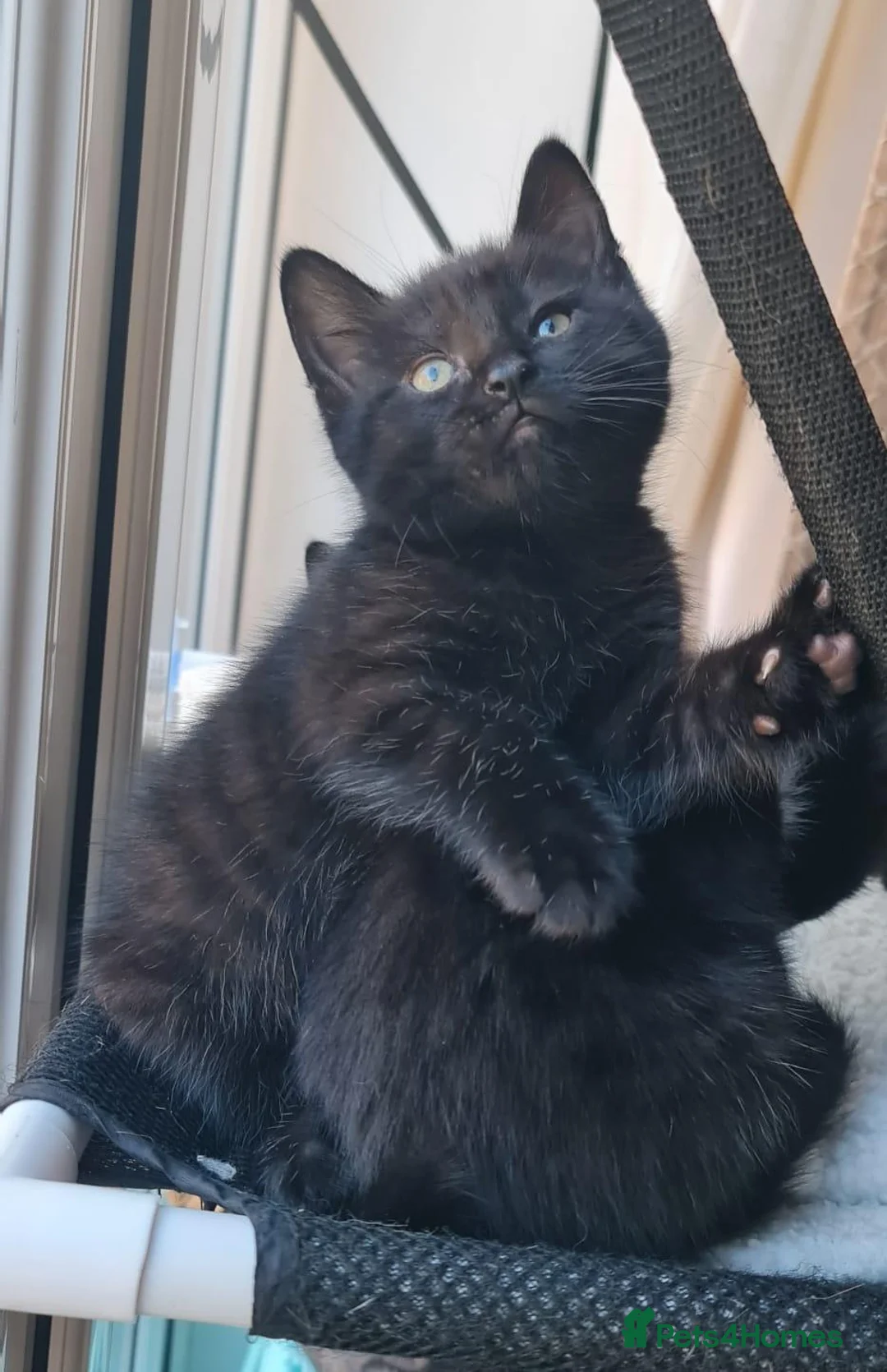 Domestic Shorthair cats for sale: Tabby black kittens in Aylesbury - Advert 1