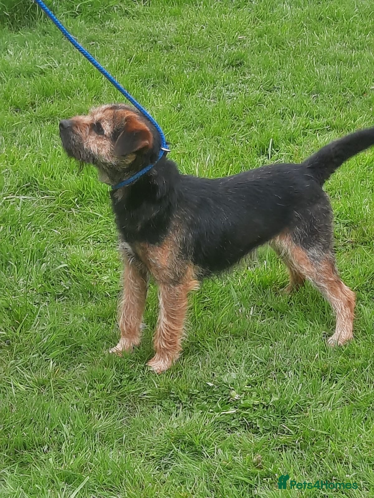 Border Terrier dogs border terrier - Advert 3