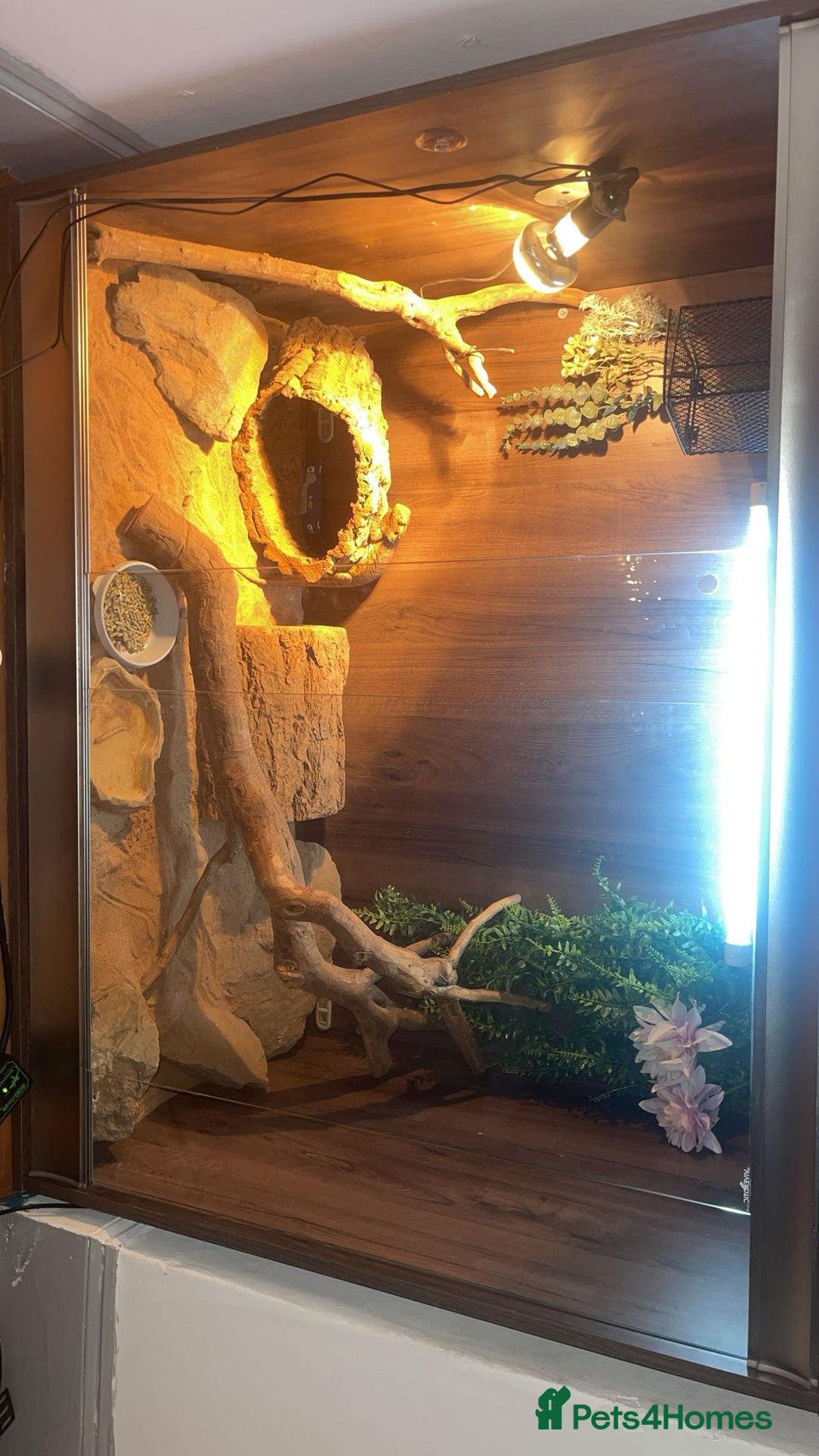 Bearded Dragon reptiles for sale: Beautiful bearded dragons  - Advert 2