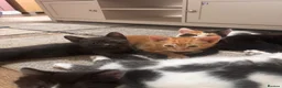Mixed Breed cats for sale: 4 beautiful family kittens ready to leave now  - Advert 5