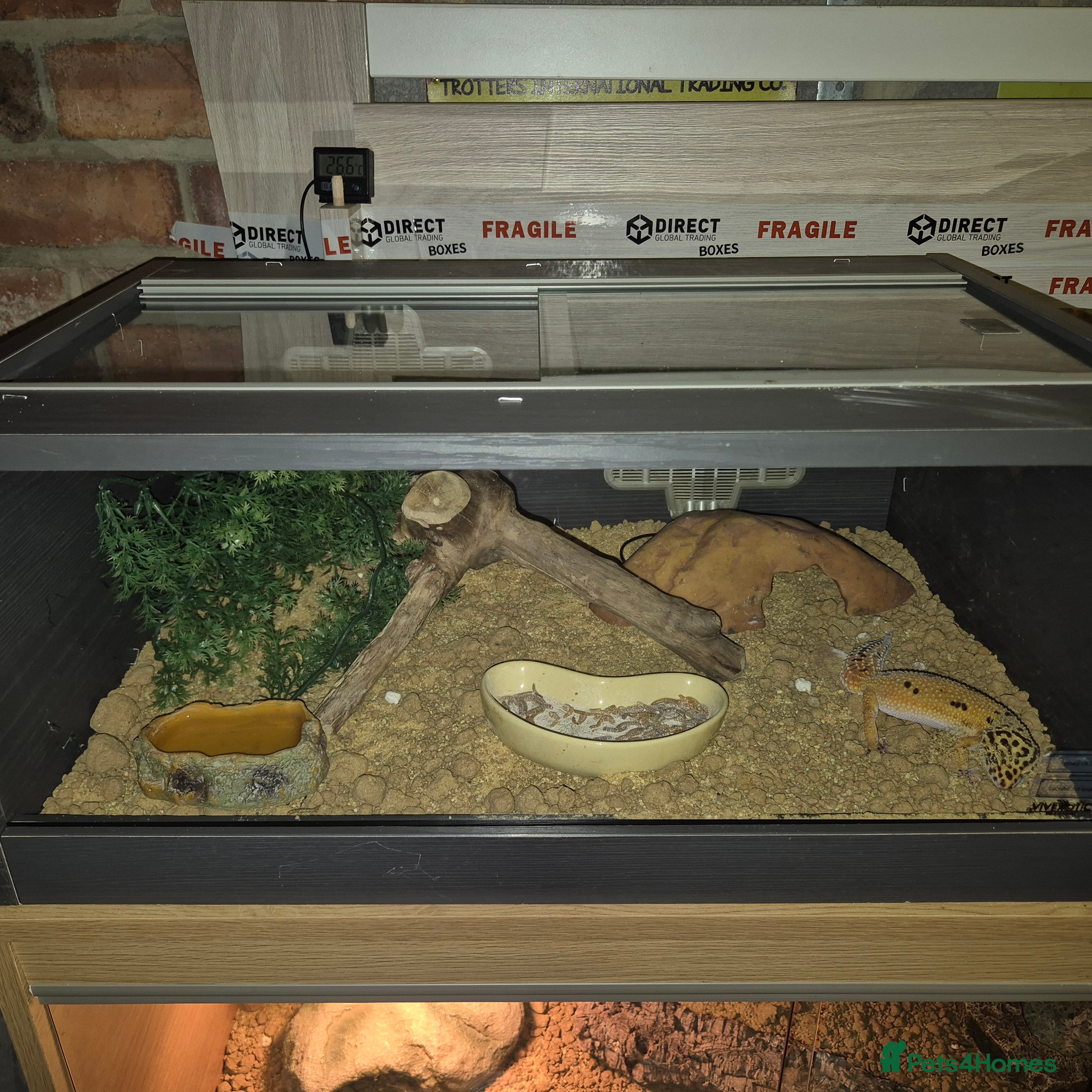 Leopard Gecko reptiles Female leopard gecko - Advert 6