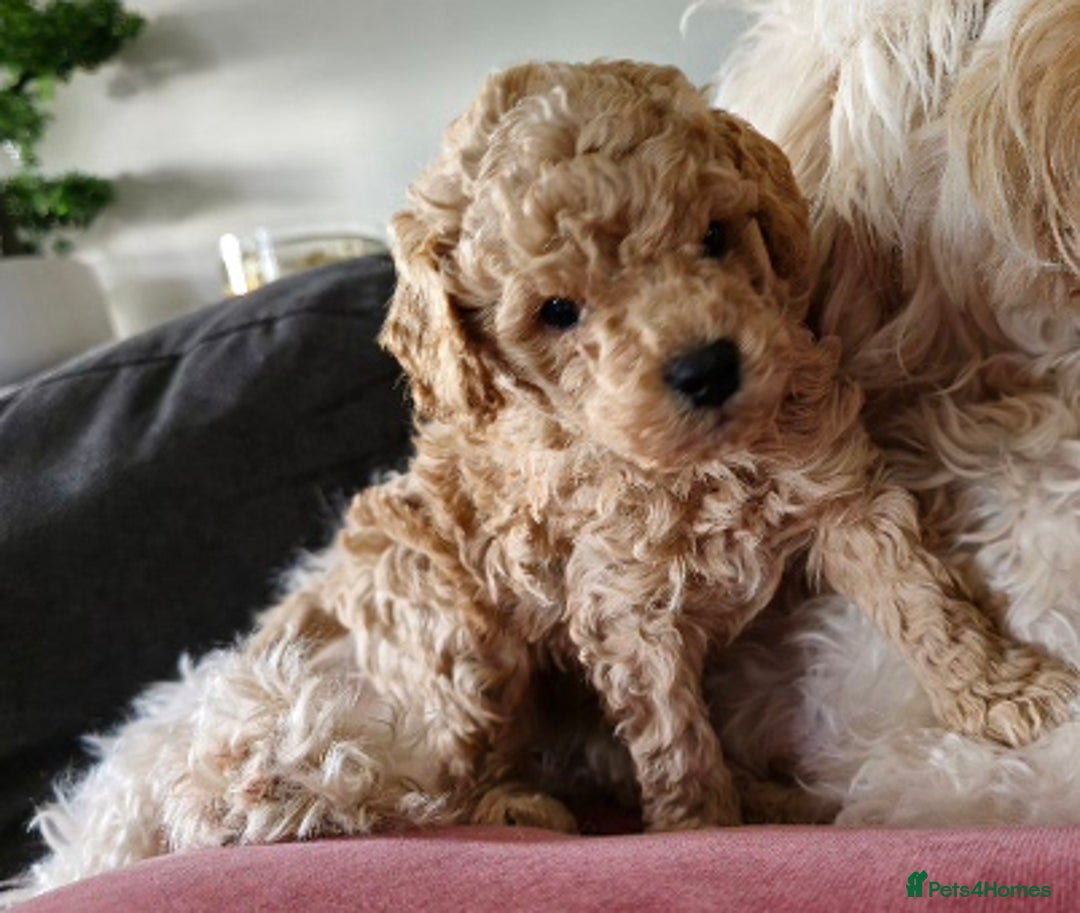 Cavapoo dogs for sale: F1B Toy Cavapoo Puppies - Advert 2