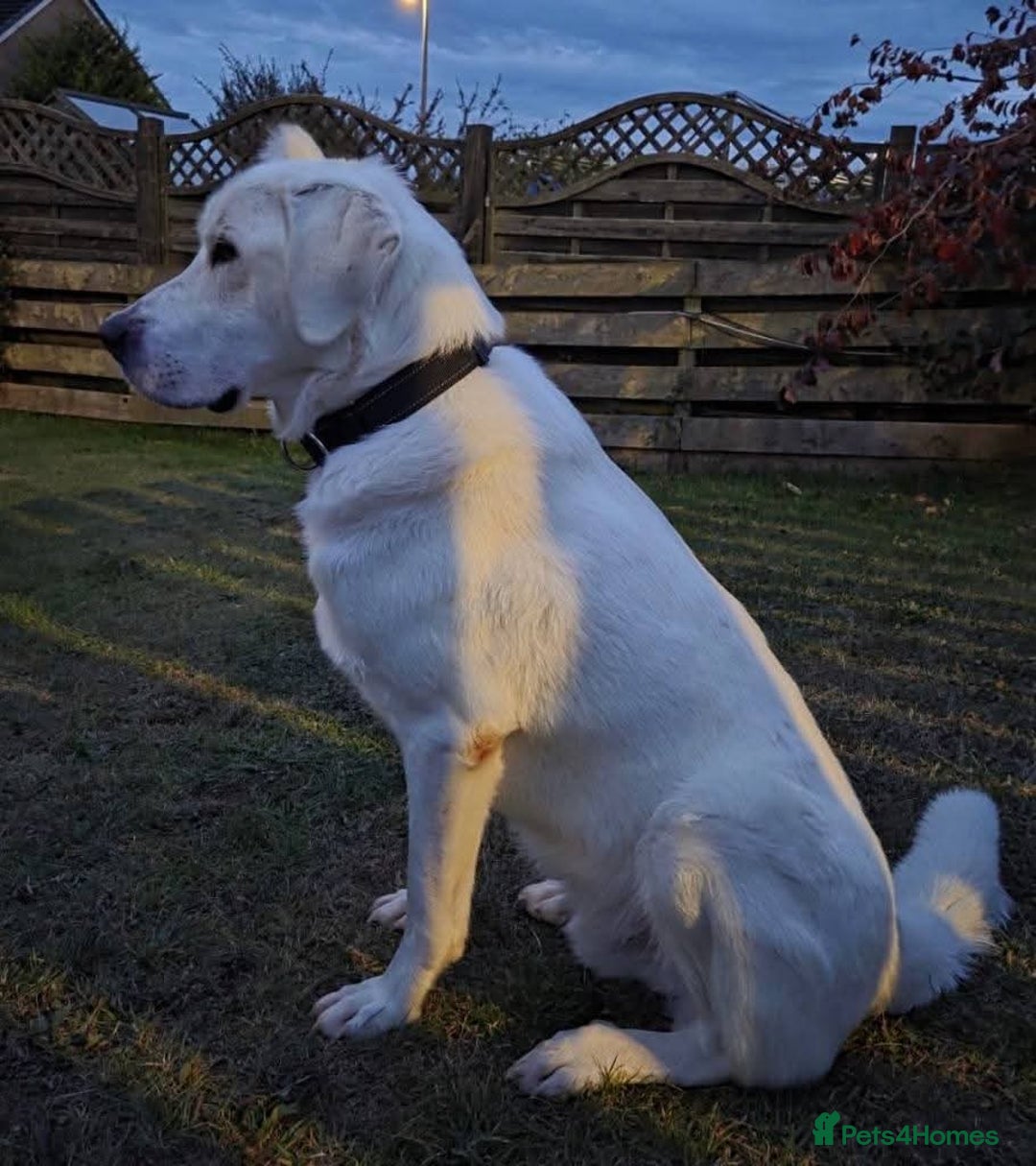 Mixed Breed dogs for adoption: Meet Lucky, currently residing in Aberdeen - Advert 2