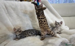 Bengal cats for sale: Bangal Kittens  - Image 12