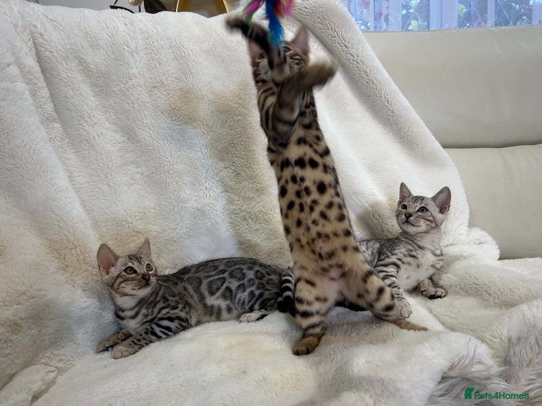 Bengal cats for sale: Bangal Kittens  - Image 12