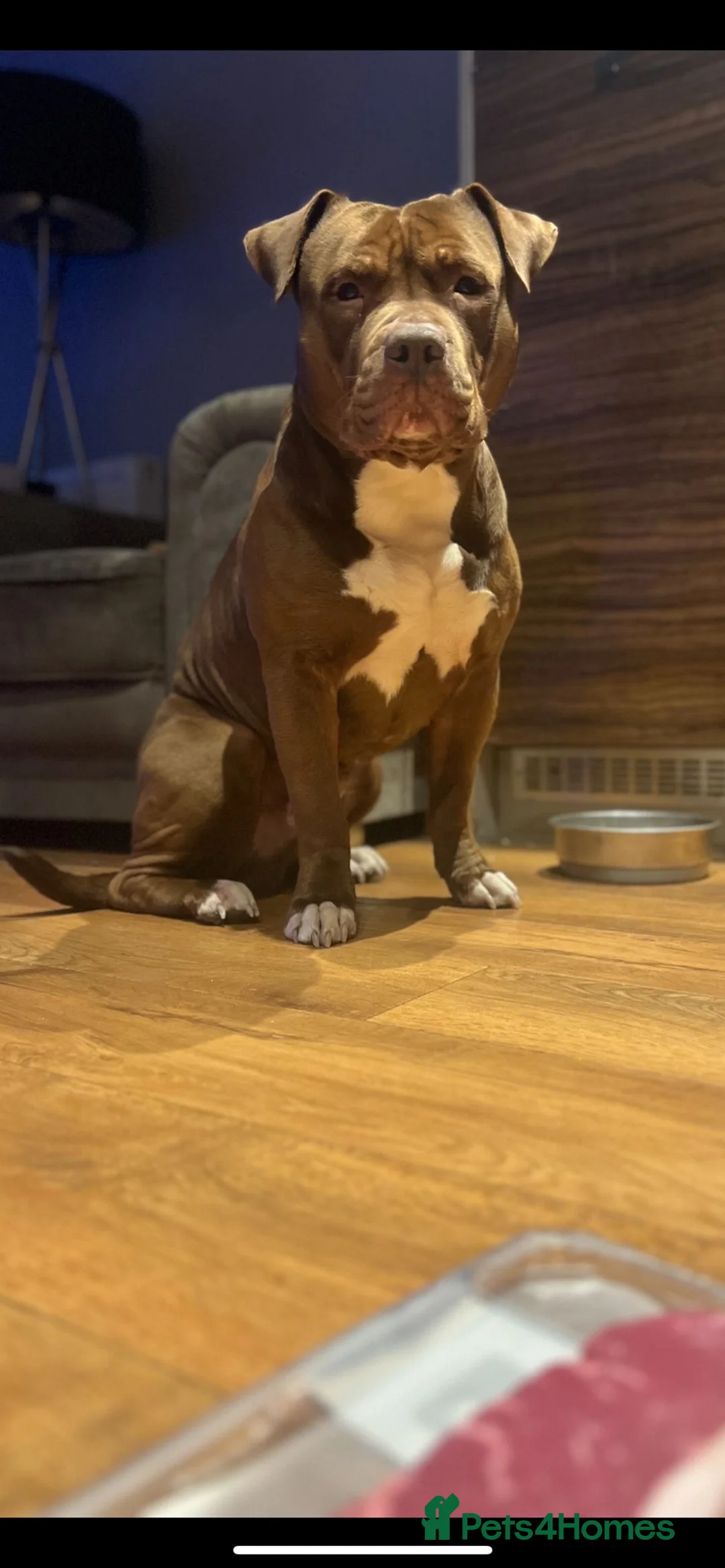 American Bully dogs for sale: Special Boy needs Rehoming - Advert 1