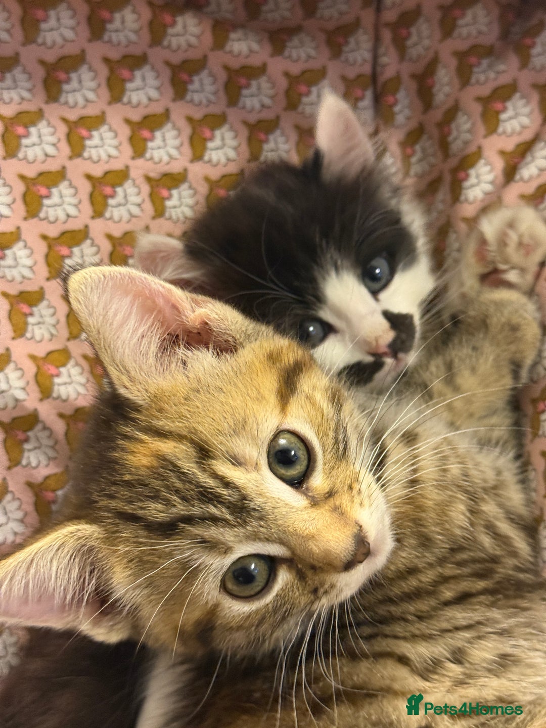 Mixed Breed cats for sale: Bengal X Tortoiseshell  - Image 6