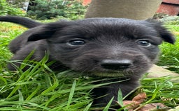 Mixed Breed dogs for sale: Collie x Kelpie Girl puppy  - Image 4