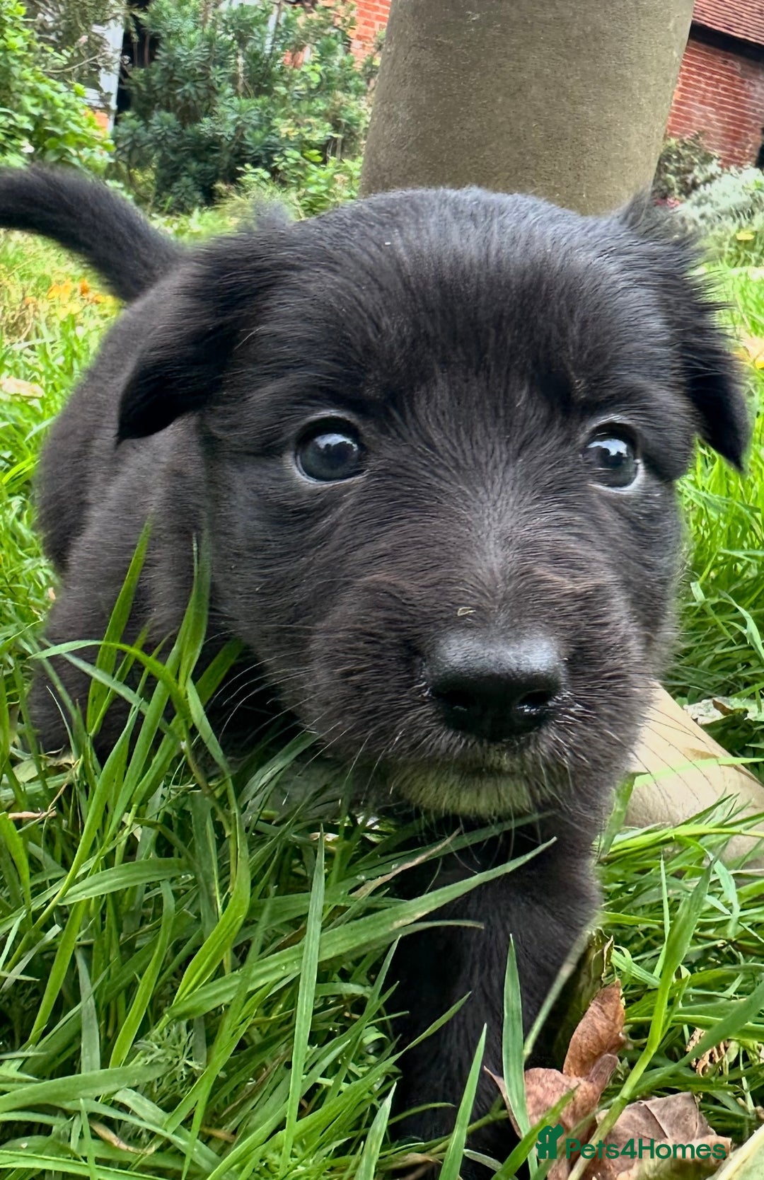 Mixed Breed dogs for sale: Collie x Kelpie Girl puppy  - Image 4