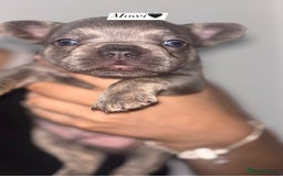 French Bulldog dogs for sale: Frenchie pups - Image 5