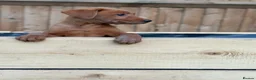 Labrador Retriever dogs for sale: KC Registered Mahogany Red Labrador Puppies - Advert 8