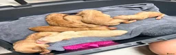 Labradoodle dogs for sale: Miniature Labradoodle Puppies for sale  in Southampton - Advert 6