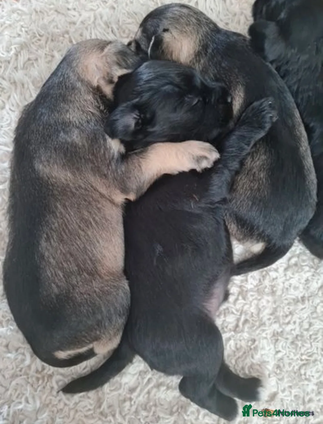 Miniature Schnauzer dogs for stud: KCChoc/White Miniature Schnauzer Stud MAC BVACLEAR in Coventry - Advert 26