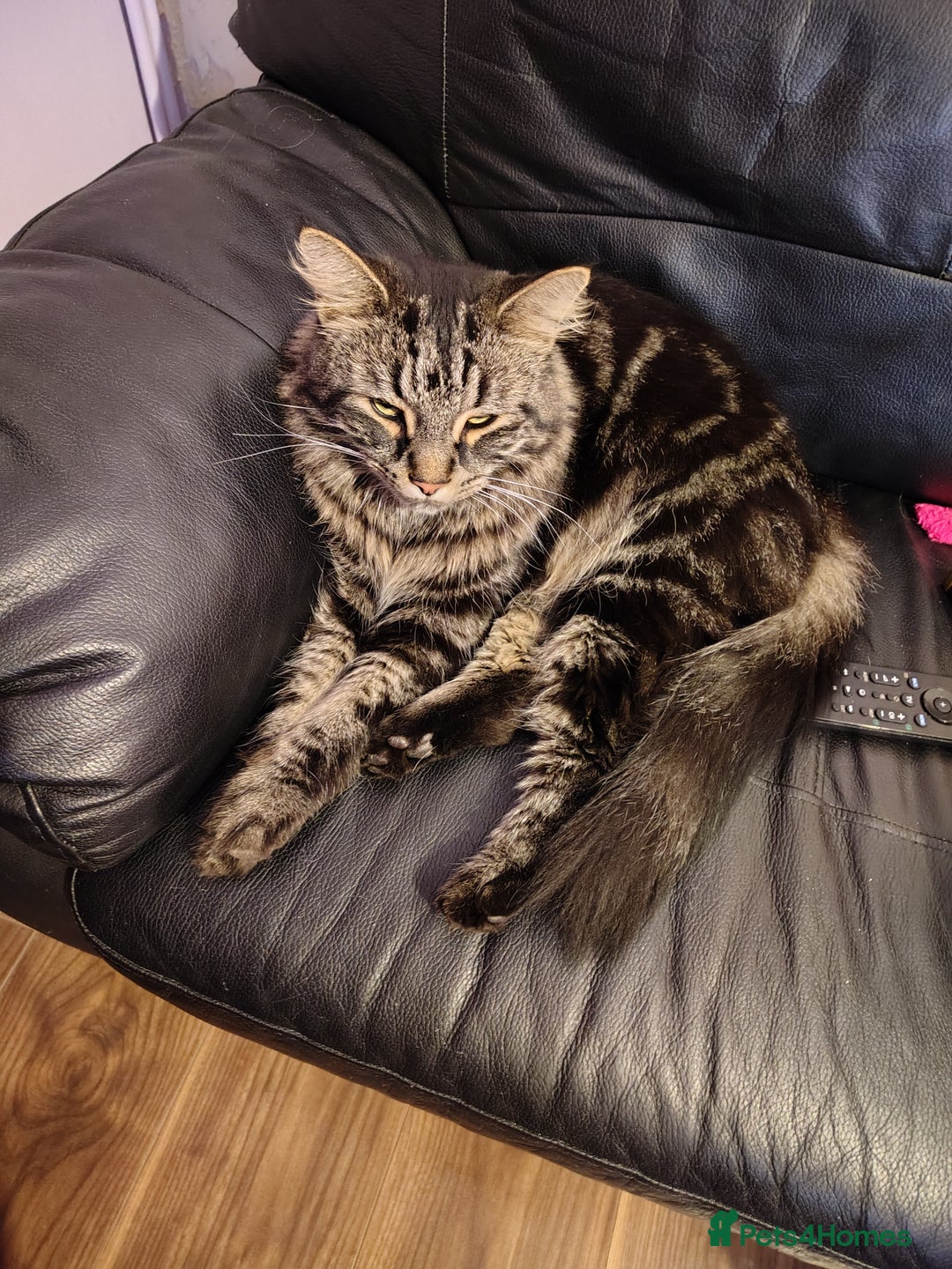 Maine Coon cats for sale: Gorgeous Boy - Advert 1