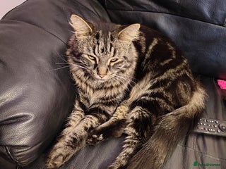 Maine Coon cats Gorgeous Boy - Advert 1