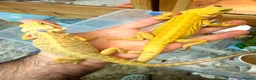 Bearded Dragon reptiles for sale: Super Citrus YELLOW US Bloodline  - Advert 2