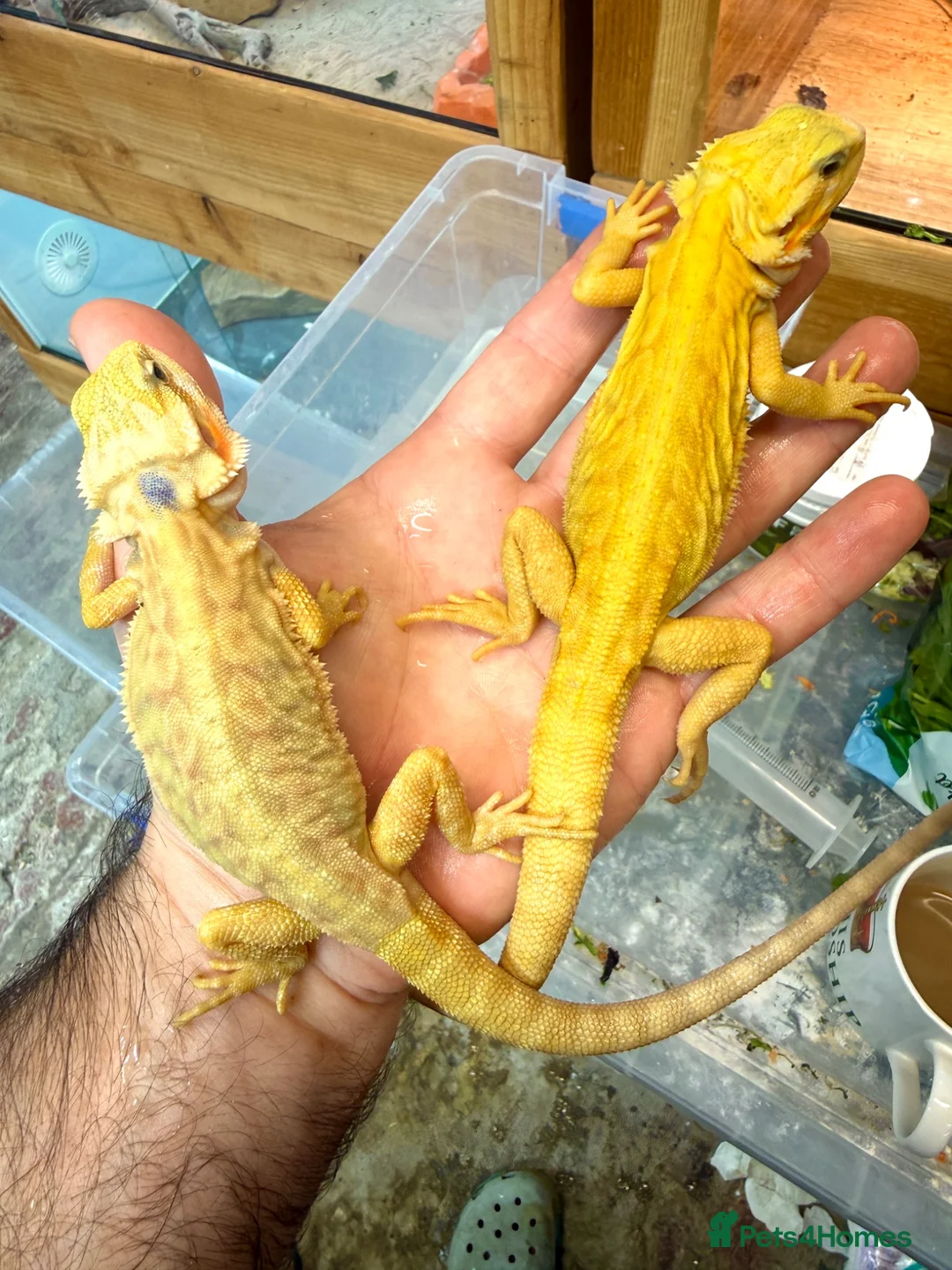 Bearded Dragon reptiles for sale: Super Citrus YELLOW US Bloodline  - Advert 2