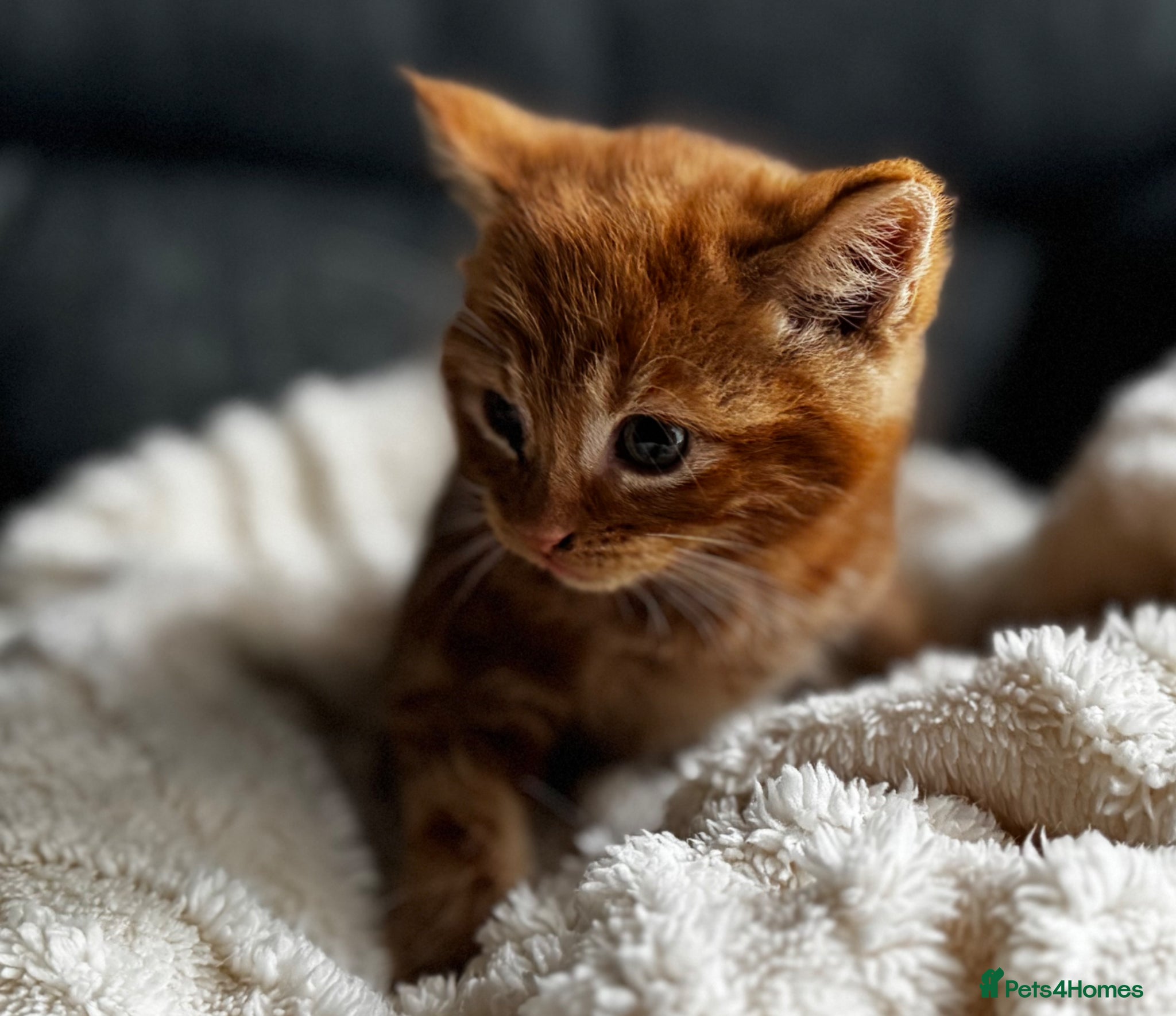 Siberian cats Beautiful siberian with American shorthair - Advert 4