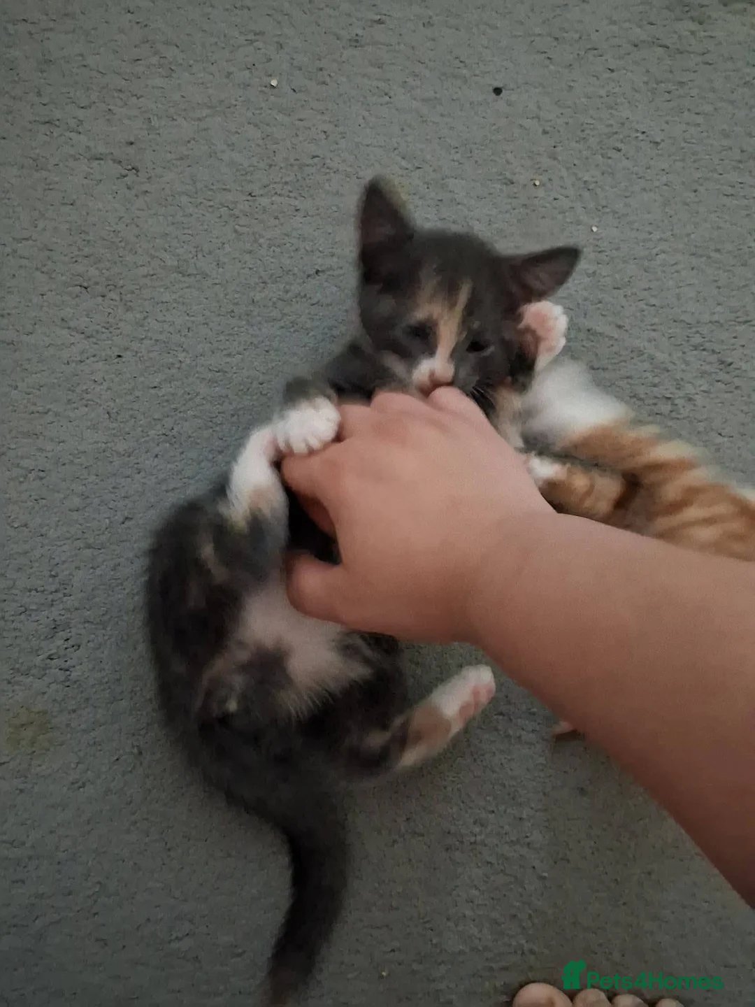 Mixed Breed cats for adoption: Jessie for adoption in Waterlooville - Advert 8