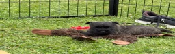 Cairn Terrier dogs for sale: Beautiful KC Reg Cairn Terrier Puppies 🐾  - Advert 21